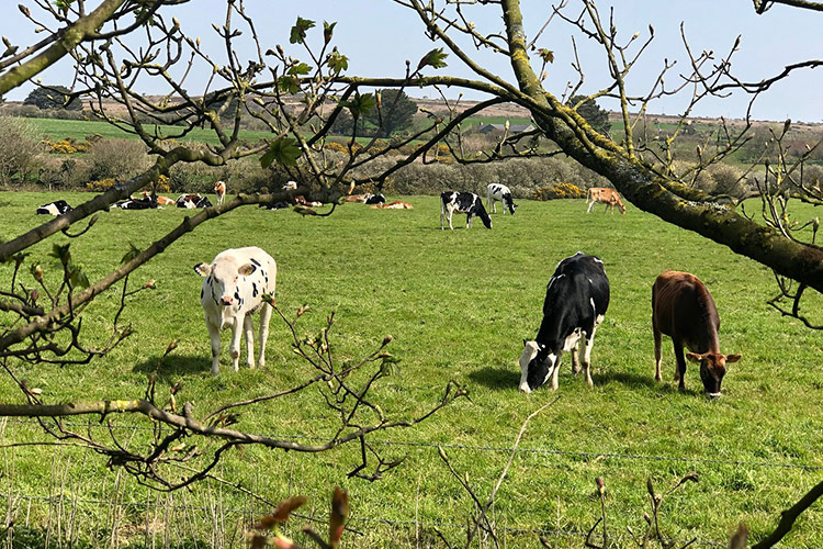 CARDINNEY CARAVAN & CAMPING PARK